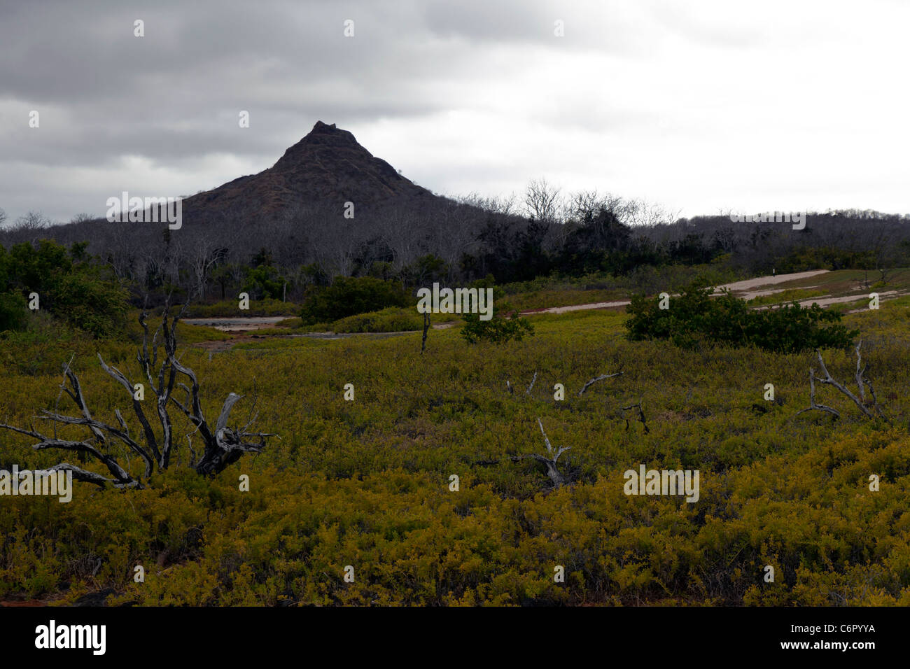 Galapagos islands vegetation hi-res stock photography and images - Alamy