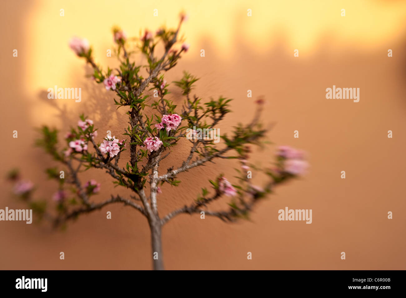peach tree in bloom against a brown wall at sunrise, Lensbaby Composer with Double Glass Optic Stock Photo