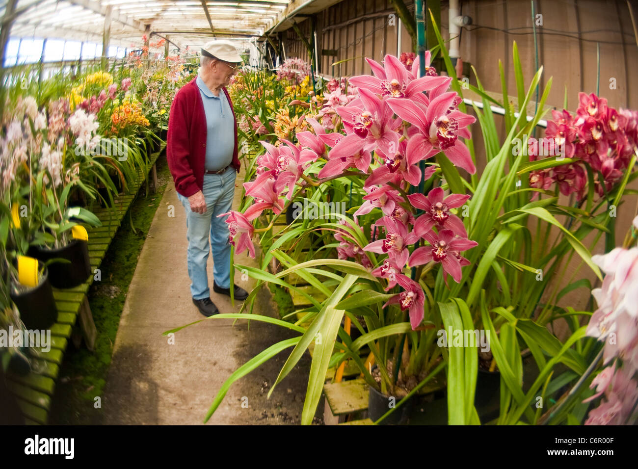 cymbidium orchids at the Santa Barbara Orchid Estate, Lensbaby Composer with Fisheye Optic, Santa Barbara, California Stock Photo