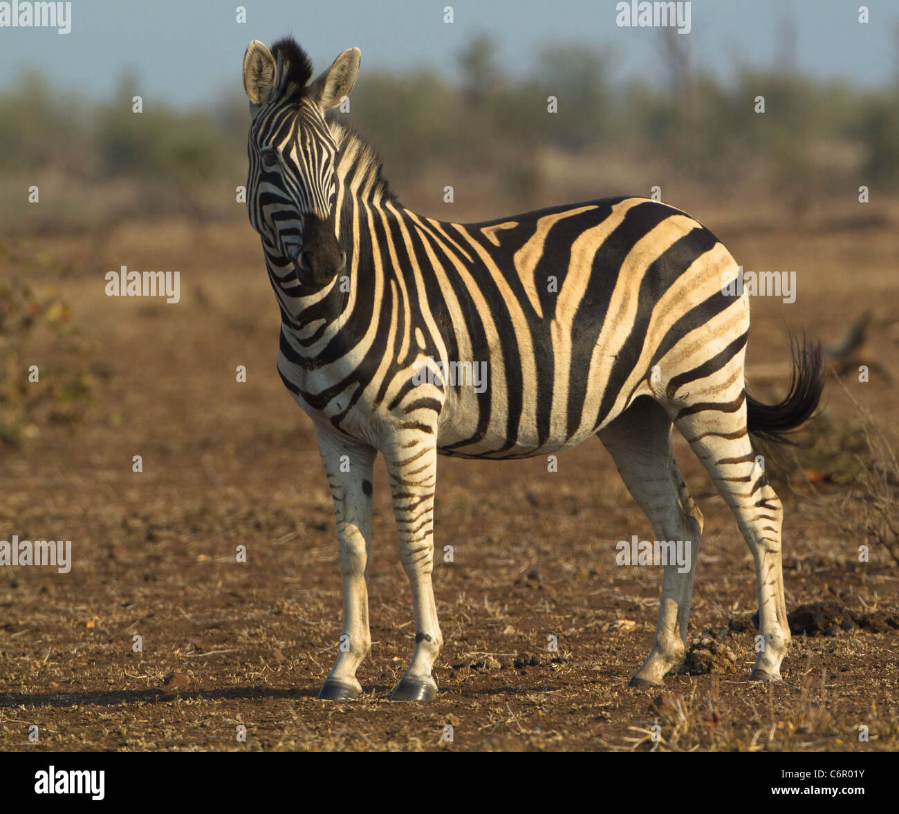 Alert wildlife hi-res stock photography and images - Alamy
