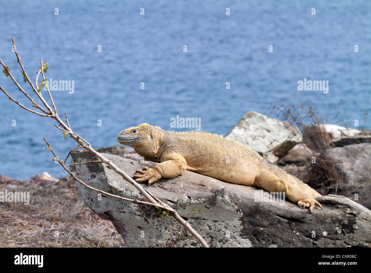 Land iguana sunning itself on a rock at Santa Fe Island, Galapagos Islands Stock Photo