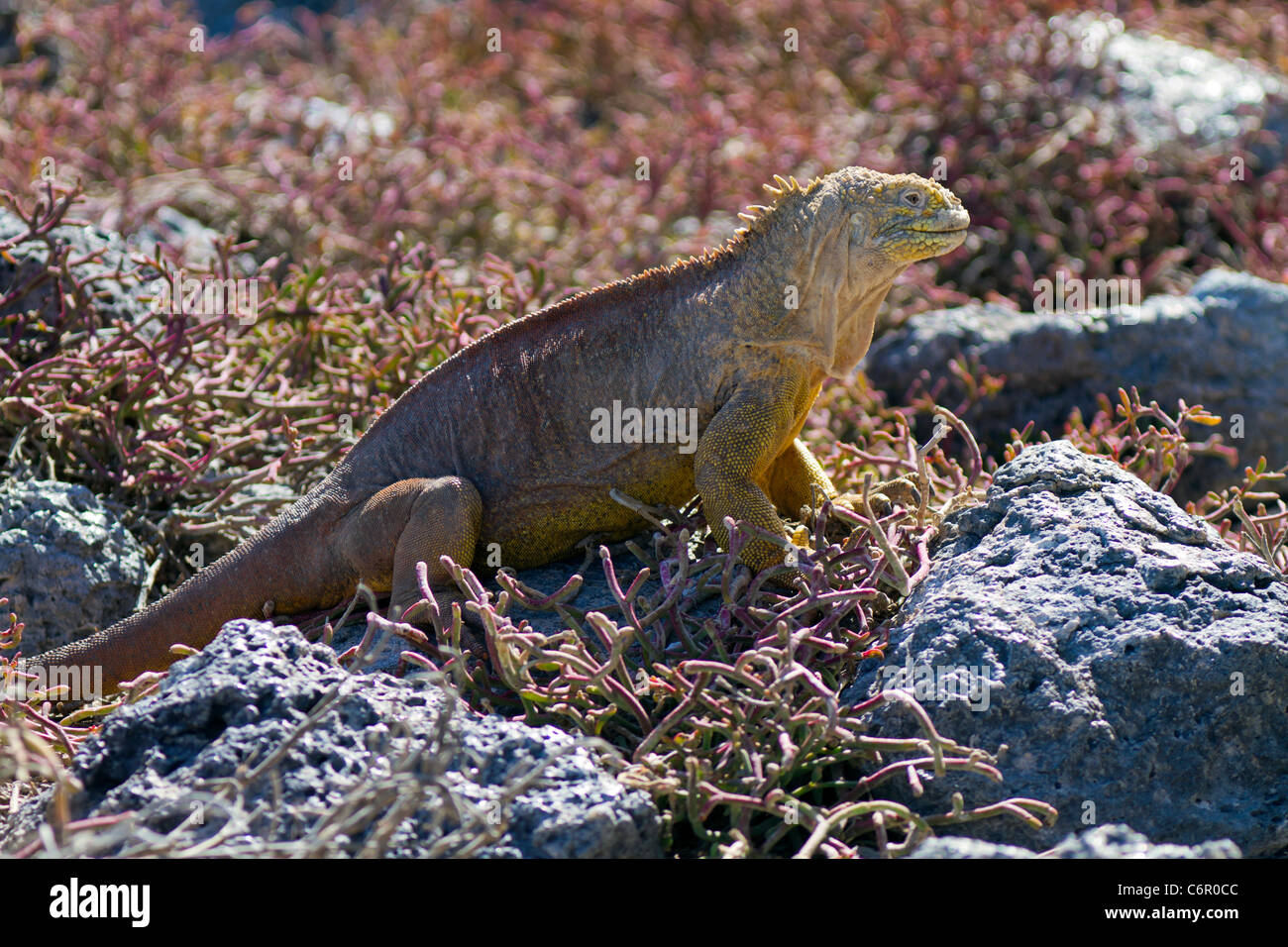 Land Iguana (Conolophus subcristatus), South Plaza, Galapagos Islands, Ecuador Stock Photo
