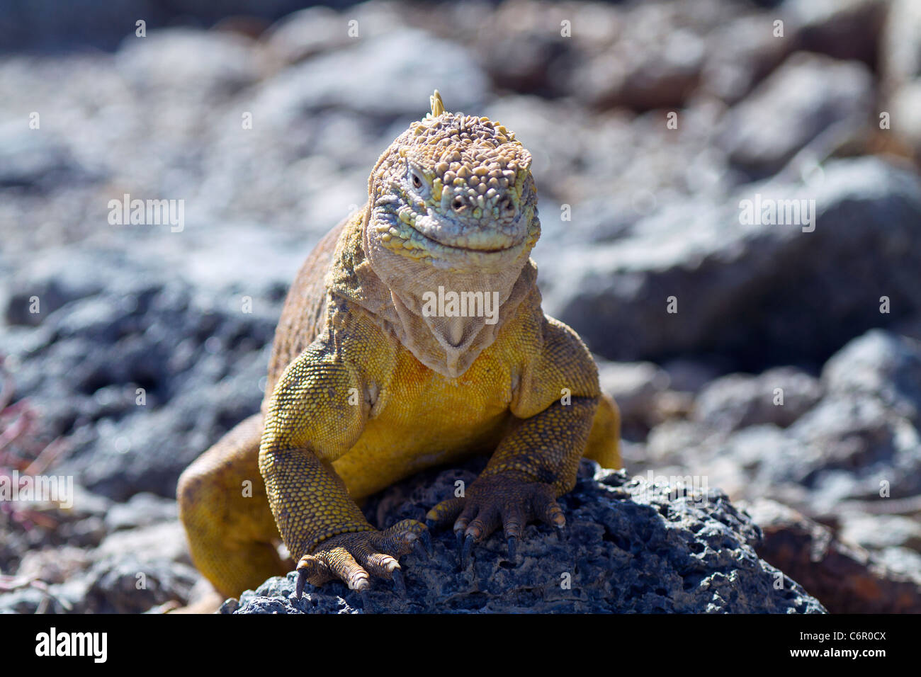 Land Iguana (Conolophus subcristatus), South Plaza, Galapagos Islands, Ecuador Stock Photo