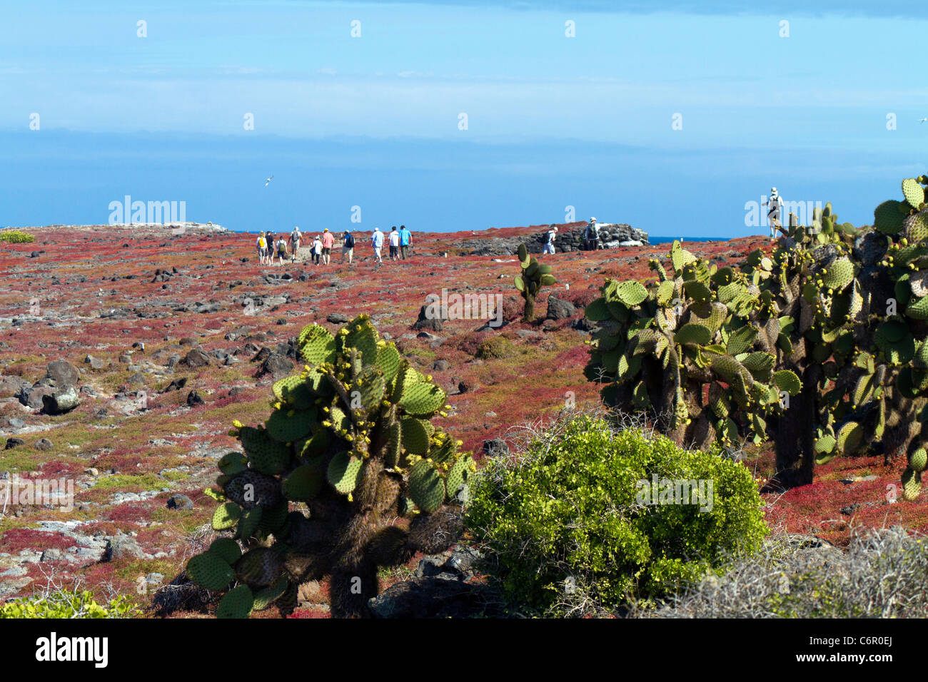 Tourists following the walking trail at South Plaza, Galapagos Islands Stock Photo