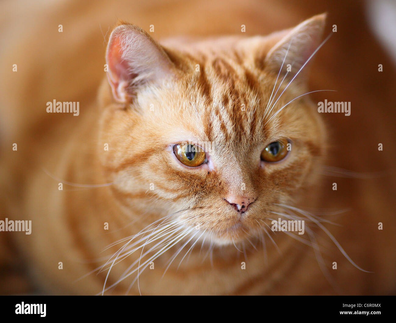 Ginger british shorthair cat  gazing gaze stare Stock Photo