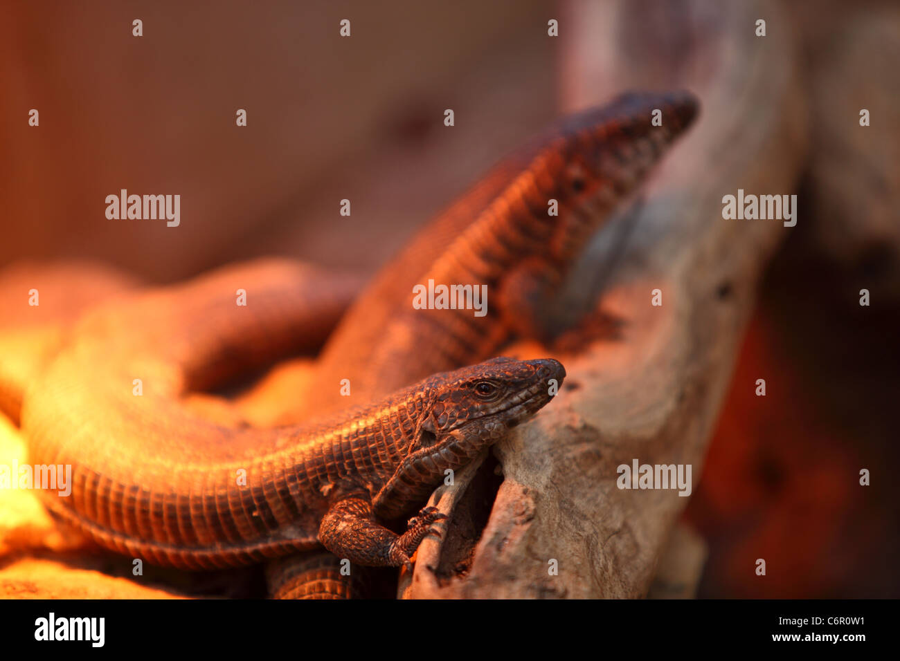 Blue alligator lizard hi-res stock photography and images - Alamy