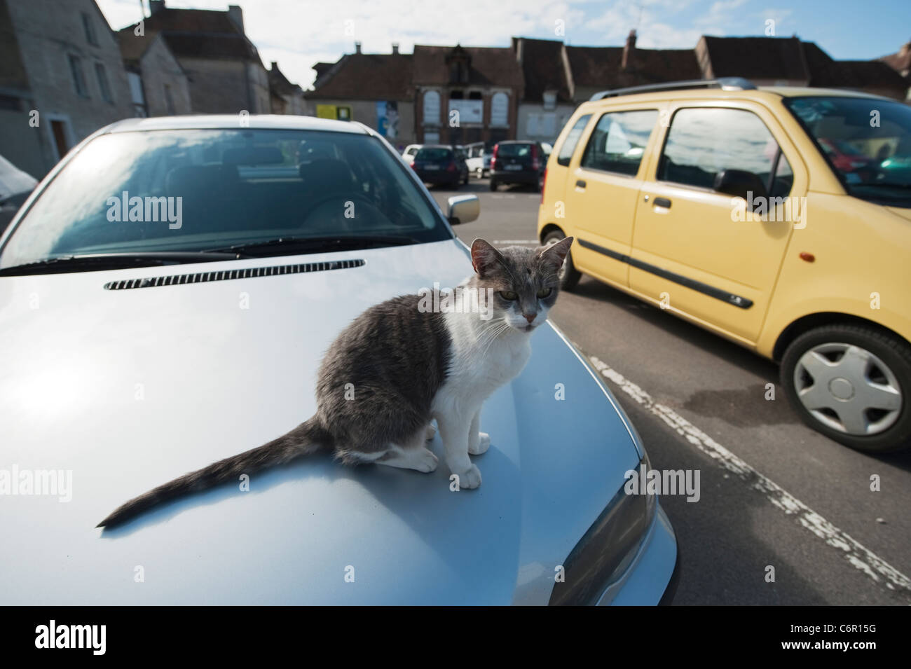 Sitting pet car town 2 travel car park hires stock photography
