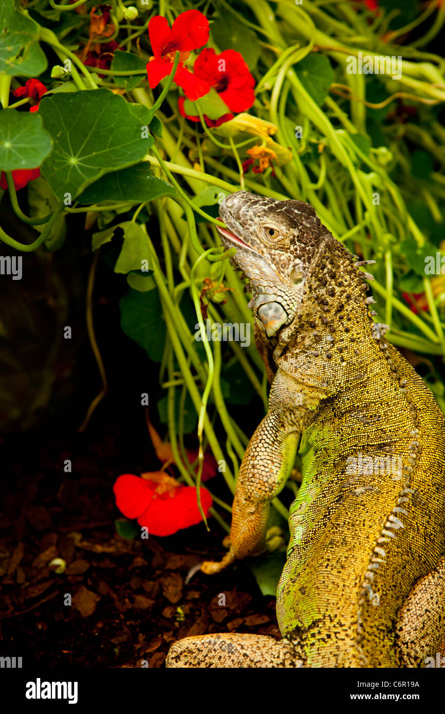 Plant eating lizard High Resolution Stock Photography and Images Alamy