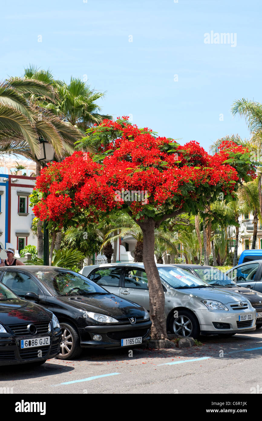 The Flamboyant tree (Delonix regia) Stock Photo