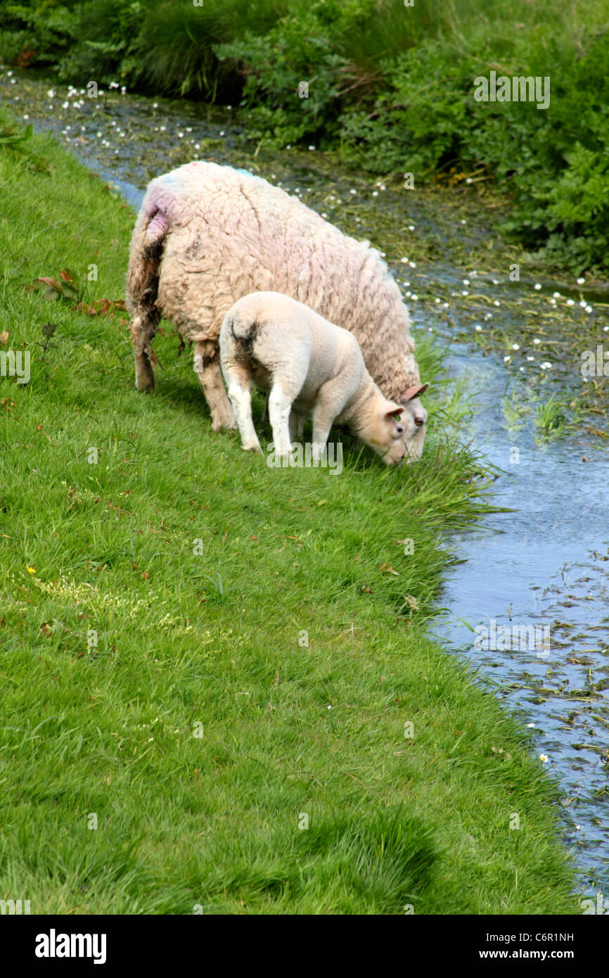 Welsh lamb and sheep in a green pasture drinking water from a stream. Stock Photo