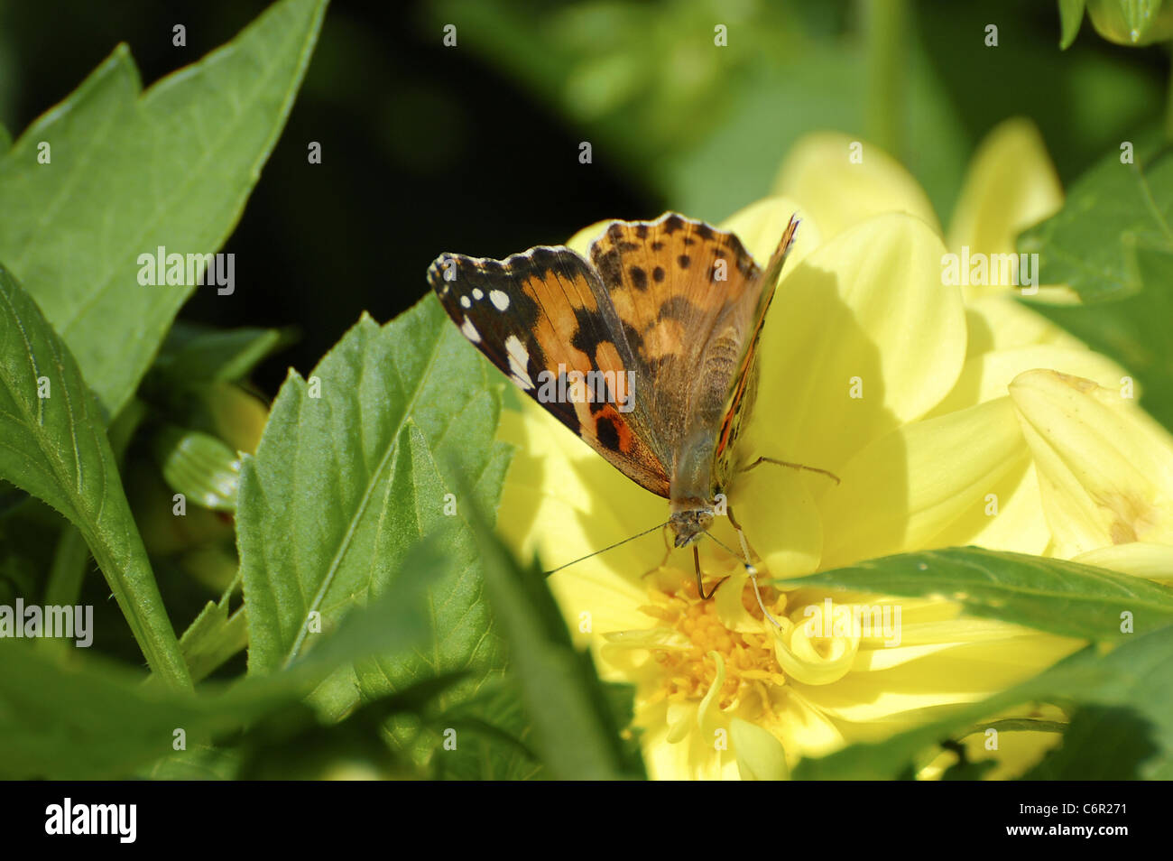 Black yellow orange butterfly hires stock photography and images Alamy
