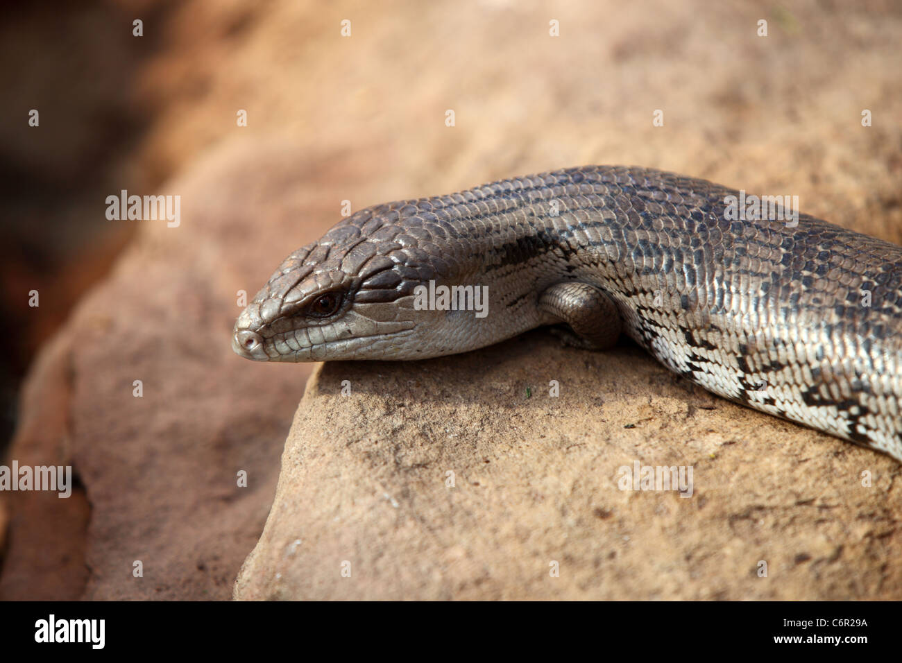 A blue tongued skink on a rock at butterfly world in Klapmuts, South Africa. Stock Photo