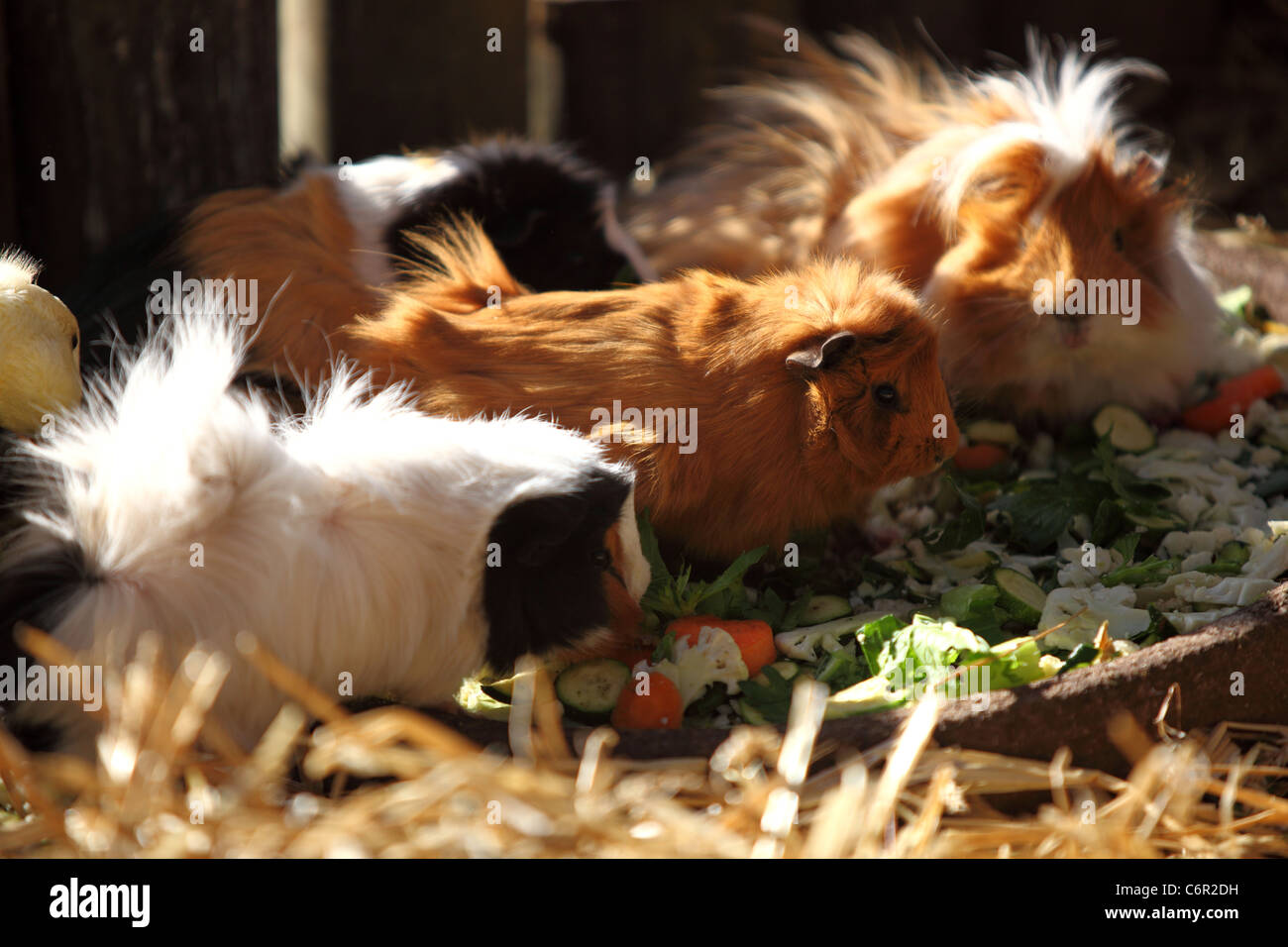 Guinea pigs eating vegetables out of a dish at Butterfly World