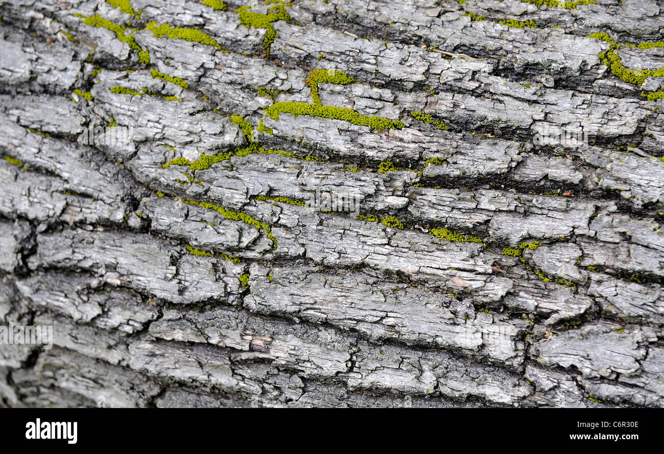 Dead Tree Bark High Resolution Stock Photography and Images Alamy