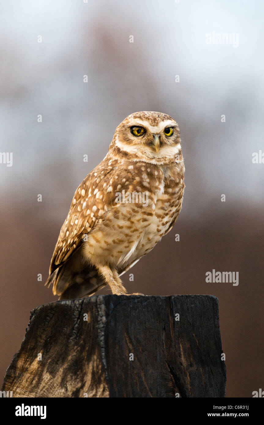 Burrowing owl Stock Photo