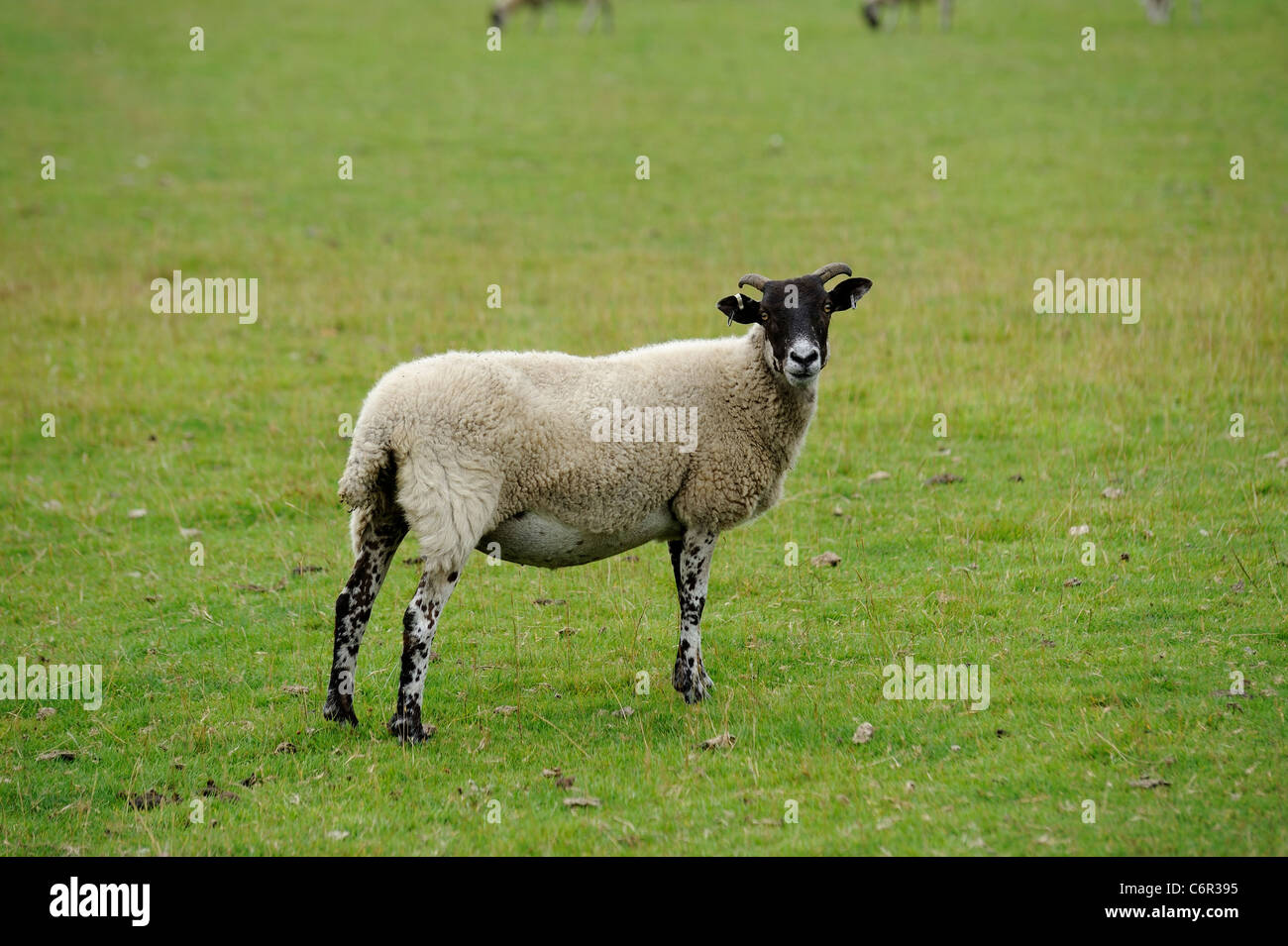 sheep on farmland chatsworth park estate derbyshire england uk Stock Photo