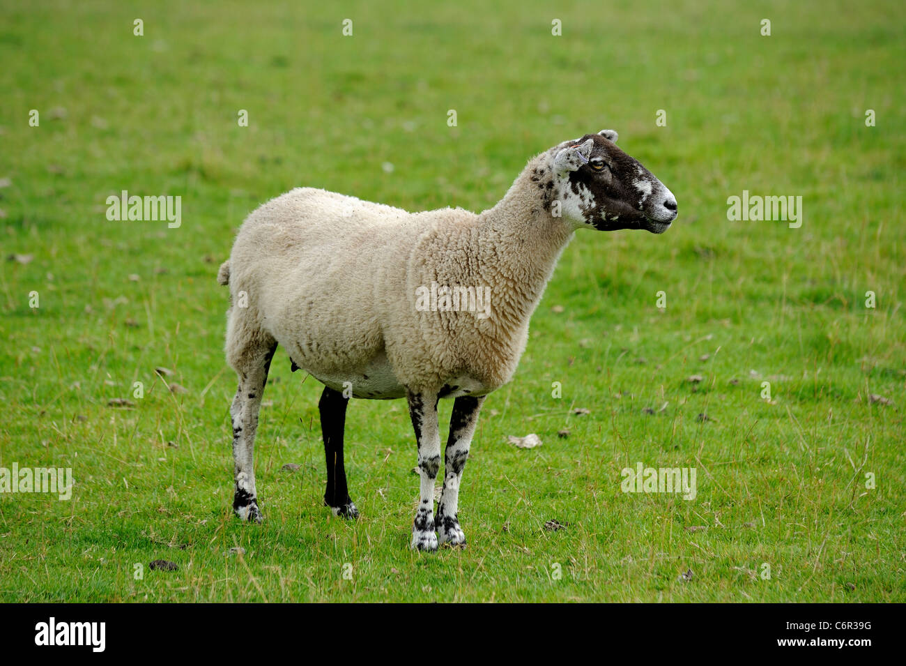 sheep on farmland chatsworth park estate derbyshire england uk Stock Photo