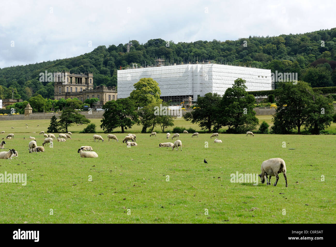 sheep grazing on chatsworth park estate with chatsworth house in the background undergoing restoration in august 2011 derbyshire Stock Photo