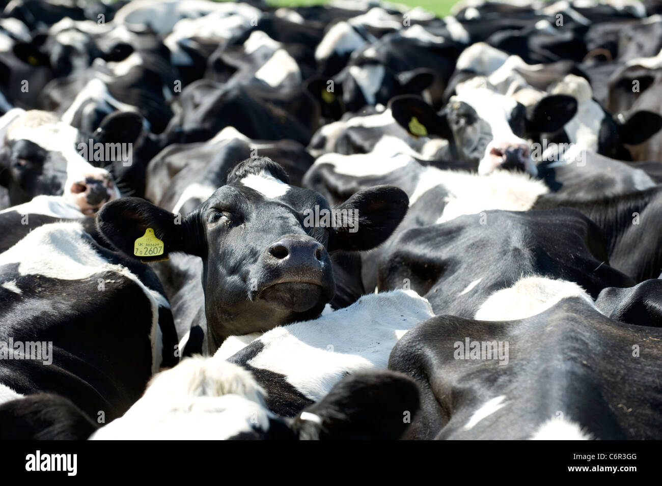 Tagged Friesian cow looking directly at camera Stock Photo