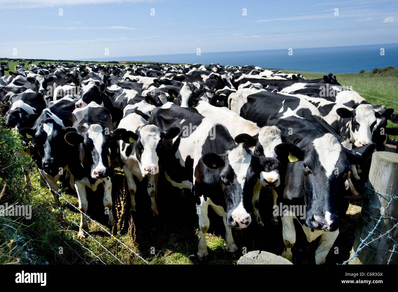 A herd of Black and White Friesian cows, in a field in Cornwall Stock Photo