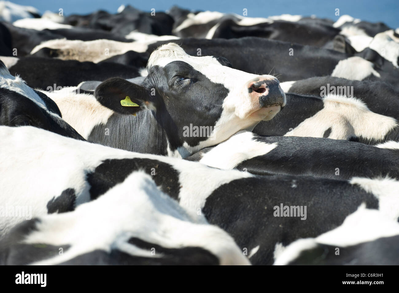 A tagged Black and White Friesian cow looks out from a tightly packed herd of  milking cattle with tears on her face Stock Photo