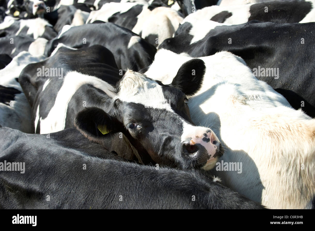 A tagged Black and White Friesian cow looks out from a tightly packed herd of milking cattle Stock Photo