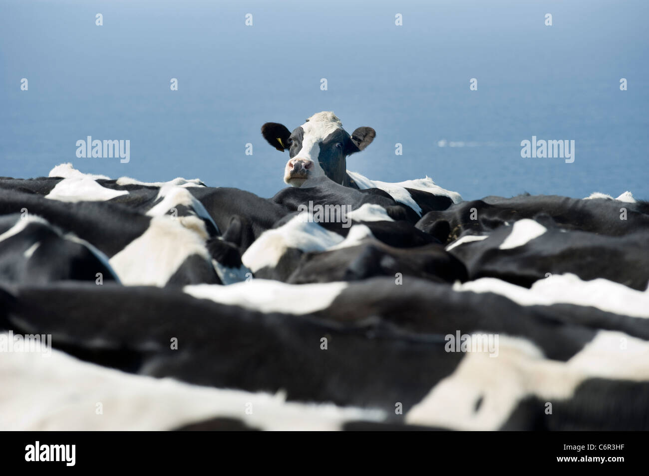 A lone cow who seems to be fed up with being stuck in a herd. Stock Photo