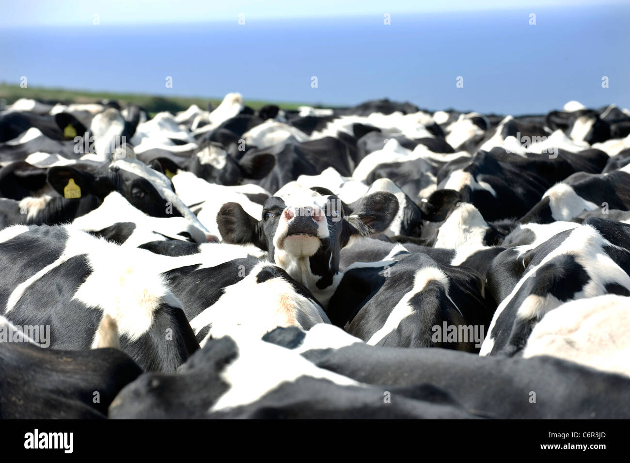 A Black and White Friesian cow looks out from a tightly packed herd of milking cattle. Stock Photo