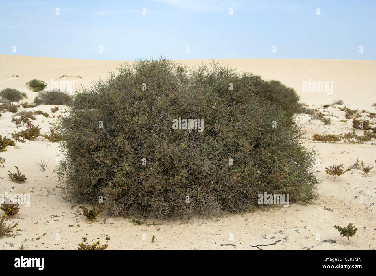 Launaea arborescens, Asteraceae. Fuerteventura National Park, Corralejo, Fuerteventura, Canary Islands. A spiky perennial desert Stock Photo