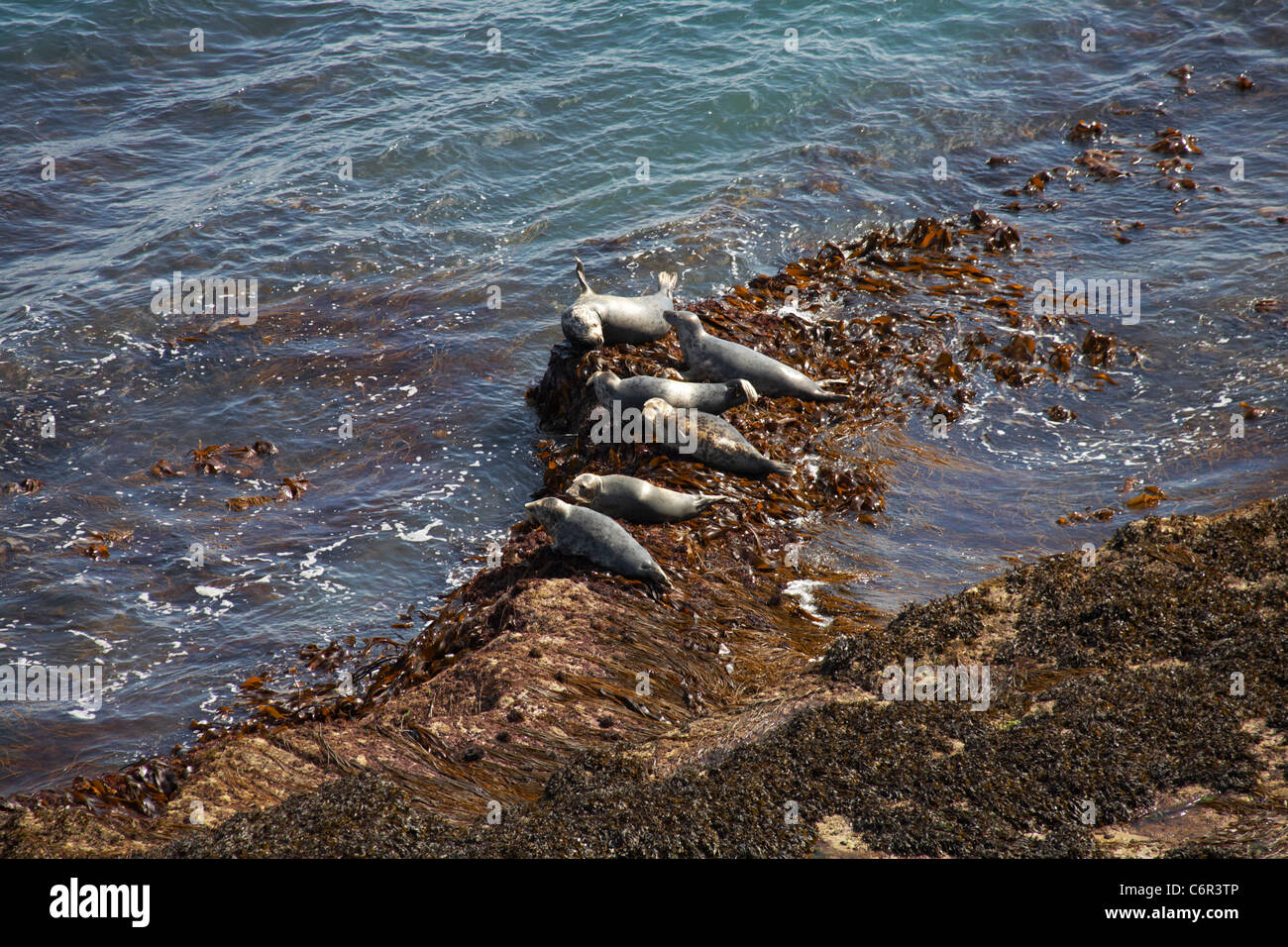 Brazen ward hires stock photography and images Alamy