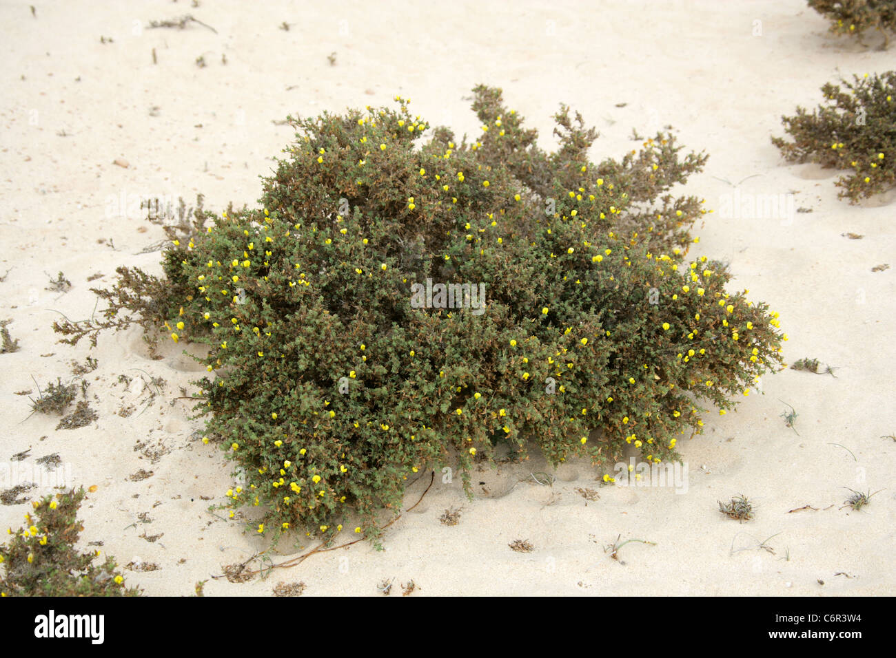 A Prostrate Desert Gorse Bush, Ulex sp., Fabaceae. Corrallejo Nature Reserve, Fuerteventura, Canary Islands. Stock Photo