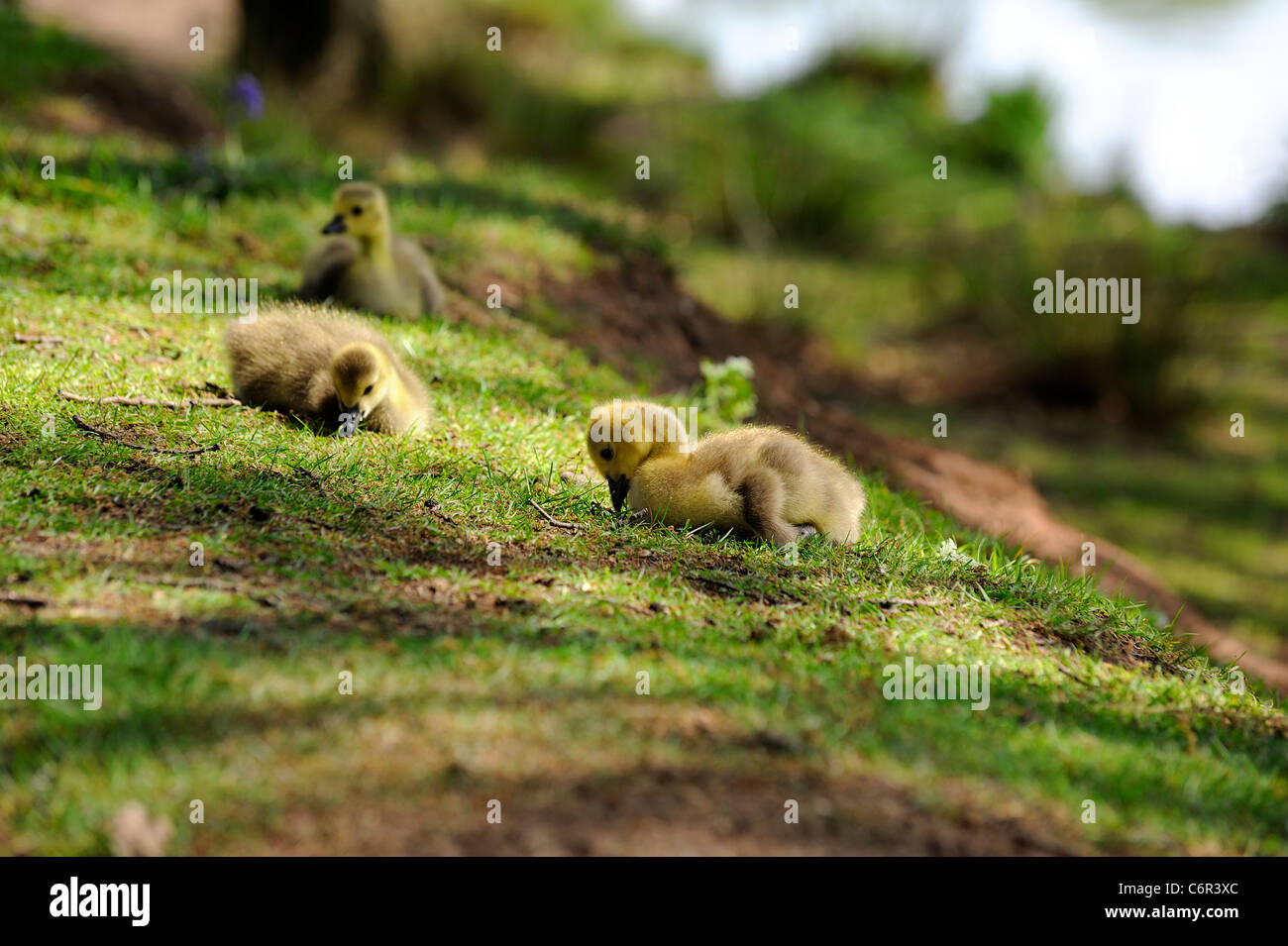Canadian geese chicks england uk Stock Photo