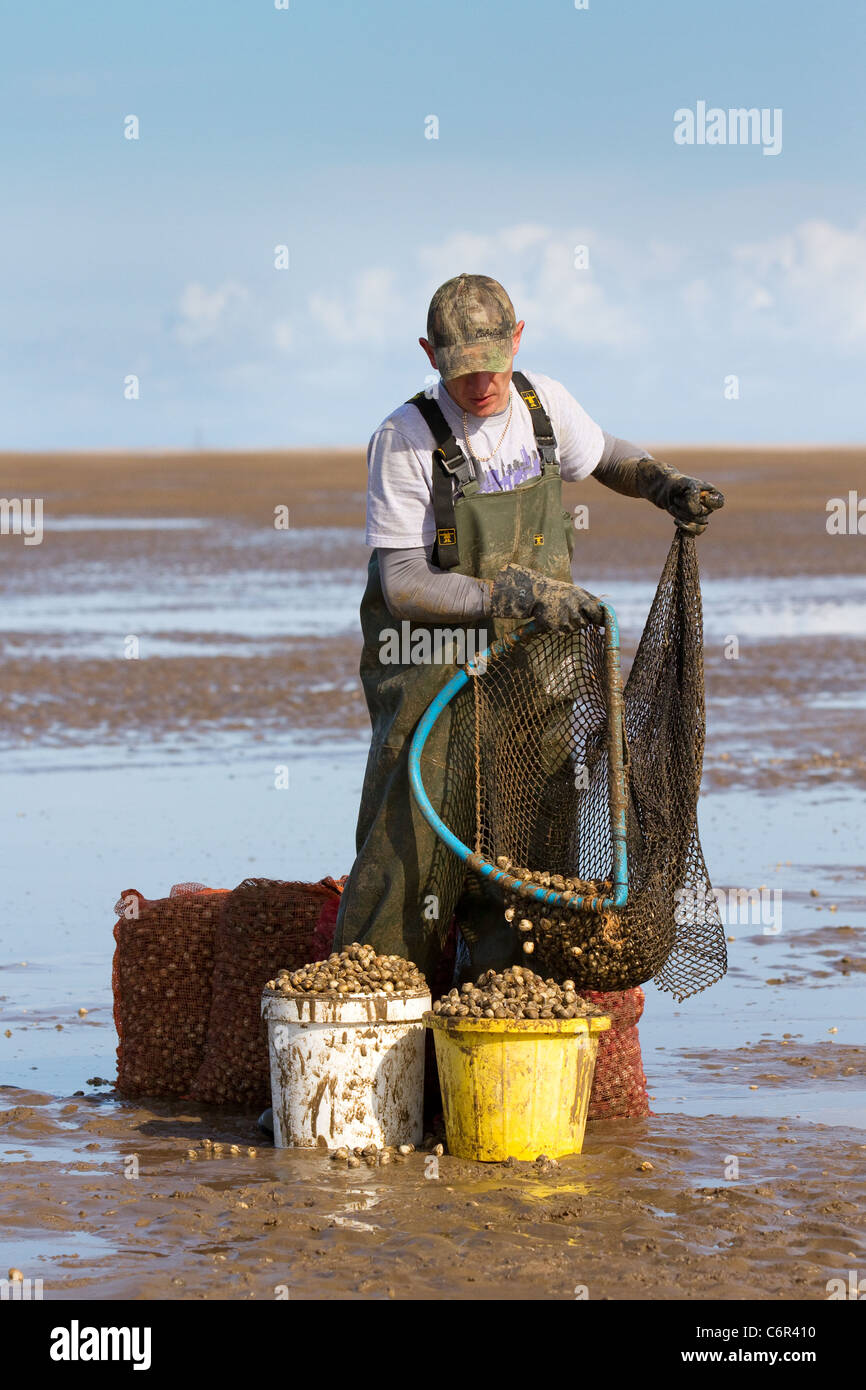 Groups of men Ribble Estuary Cockling at the opening of the Beach at Southport to Cockle Pickers at the start of the season, Marshside, Merseyside, 2011. The Ribble Estuary is where the River Ribble, meets the Irish Sea on the North West Coast of England. Cocklers collecting edible, marine bivalve mollusc risk their lives on British shores but can earn up to £1,000 a day. The cockle beds here have not been fished commercially for ten years and it is estimated they contain £ 80 million worth of the shellfish. Stock Photo