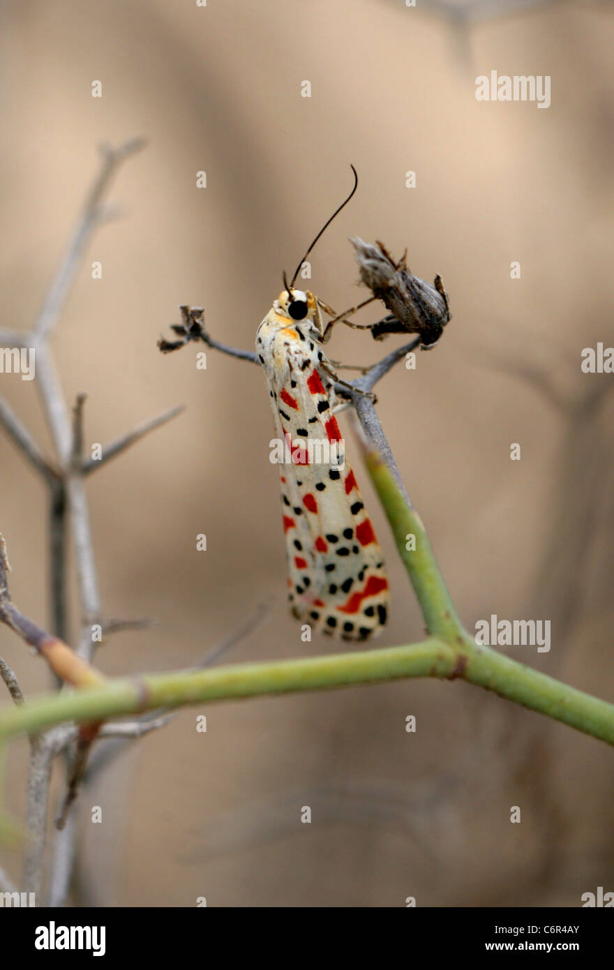 Crimson Speckled Moth, Utetheisa pulchella, Arctiinae, Arctiidae, Lepidoptera. Corellejo Nature Reserve, Fuerteventura, Canaries Stock Photo