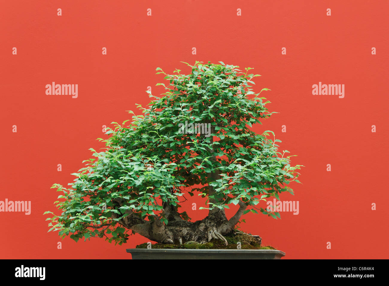 high quality Zelkova bonsai over red background Stock Photo