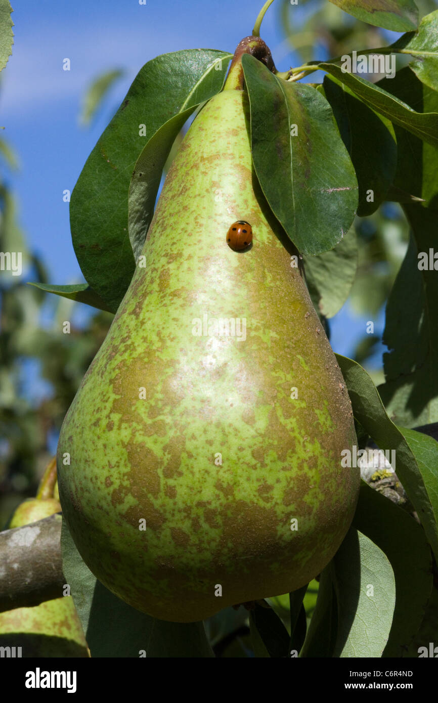 Pyrus communis Pear in a pear tree Stock Photo