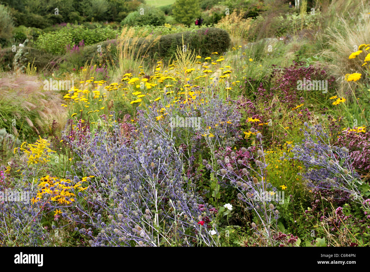 English wild flower garden Stock Photo - Alamy