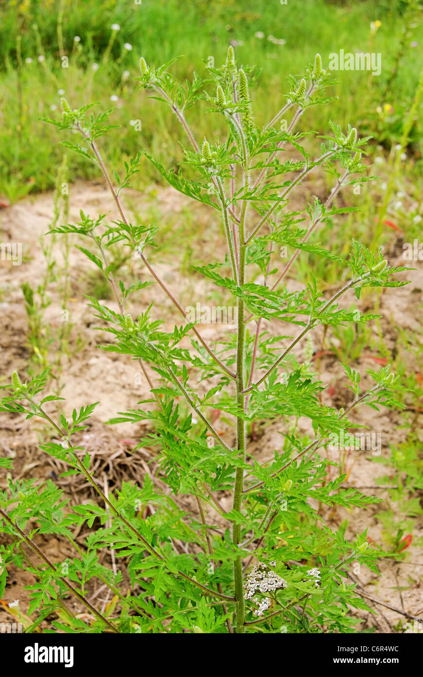 Ambrosia - Common Ragweed 09 Stock Photo