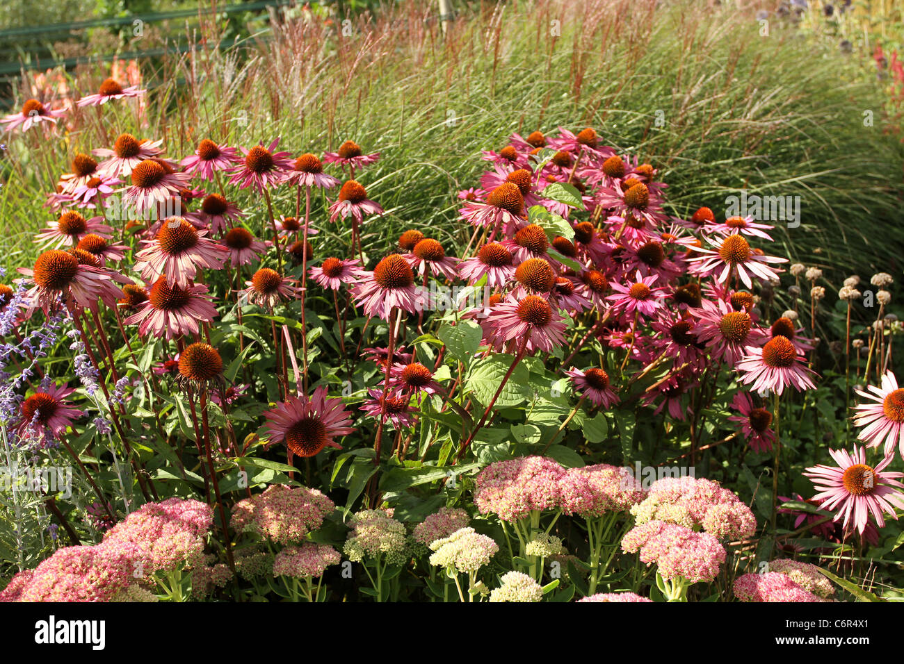 English wild flower hi-res stock photography and images - Alamy