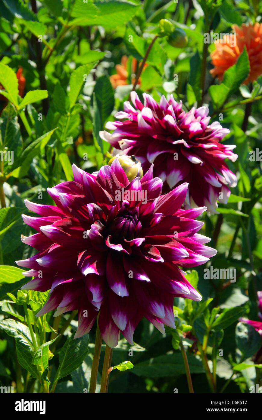 Dahlia knospe hi-res stock photography and images - Alamy
