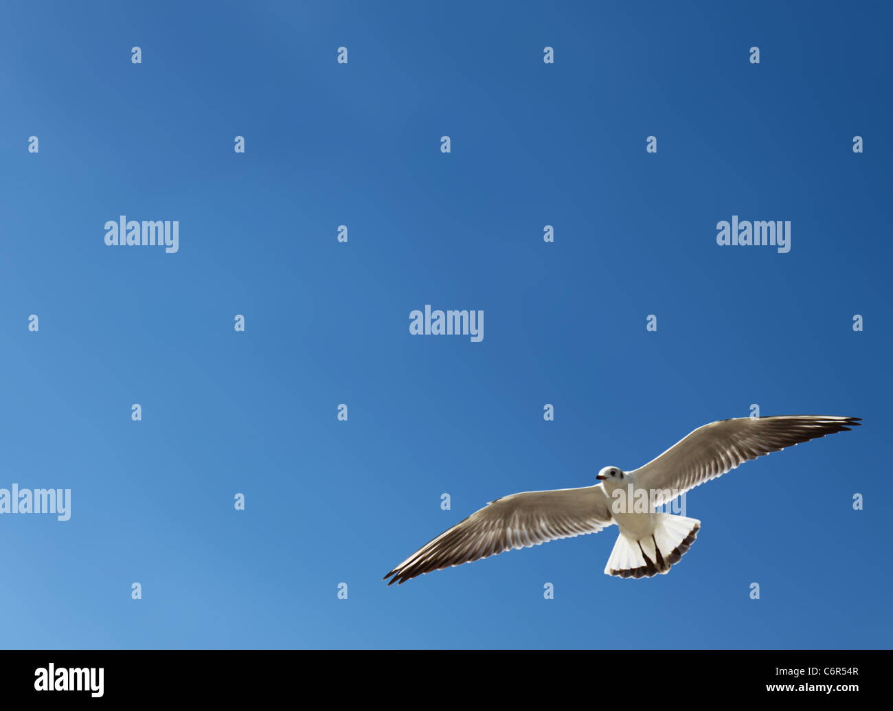 seagull over blue sky Stock Photo