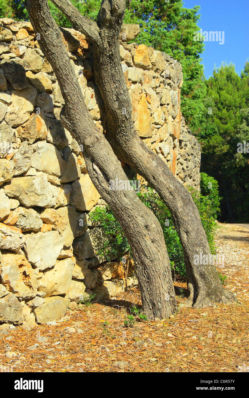 Olivenbaum an Mauer - olive tree on wall 02 Stock Photo