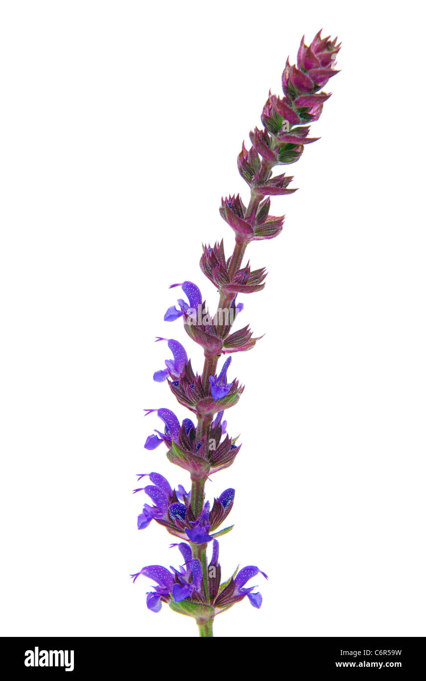 Salbeiblüte freigestellt - sage flower isolated 12 Stock Photo