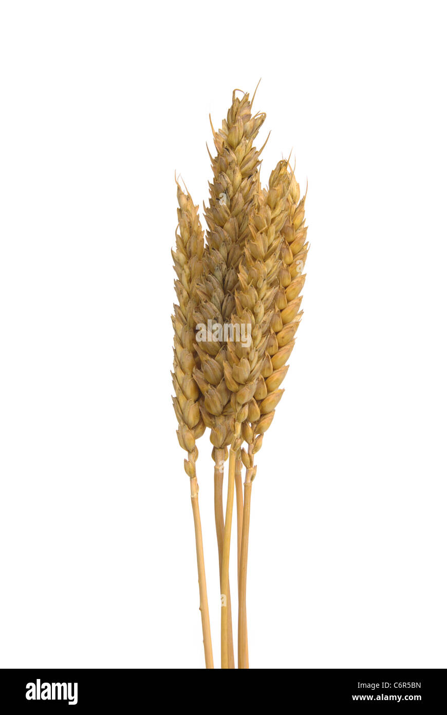 Weizen - wheat 02 Stock Photo