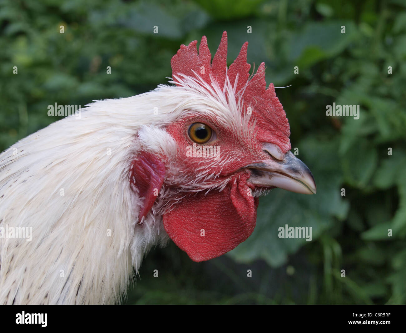 Young Light Sussex Cockerel. Close up of head Stock Photo