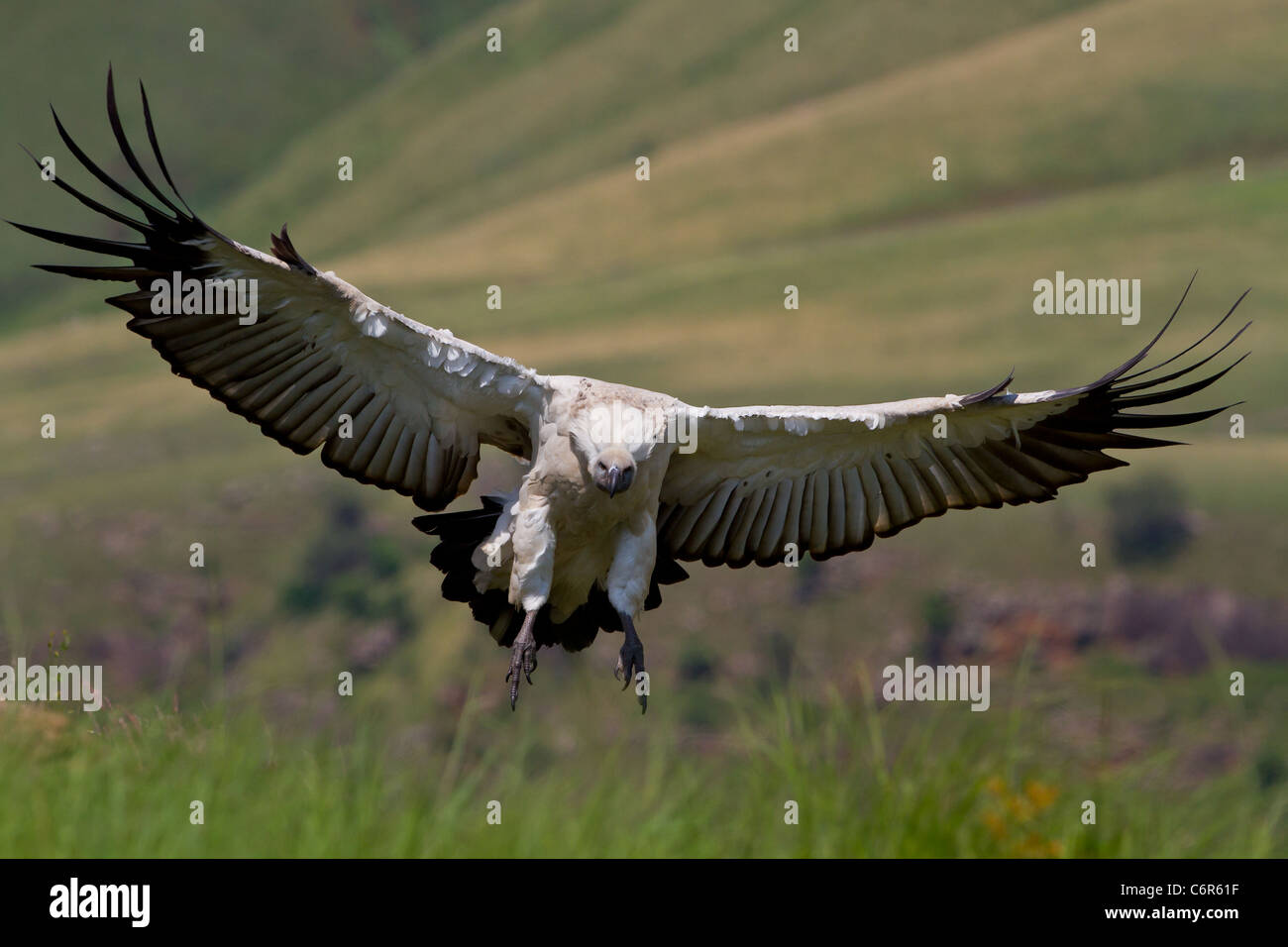 cape vulture in flight or with spread wings Stock Photo
