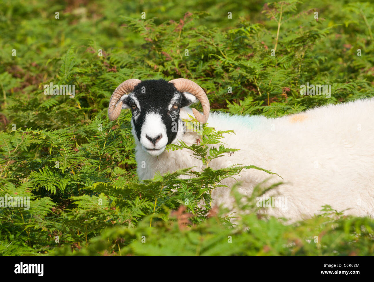 Horned Scottish Blackface sheep in bracken on Dartmoor, Devon UK Stock Photo