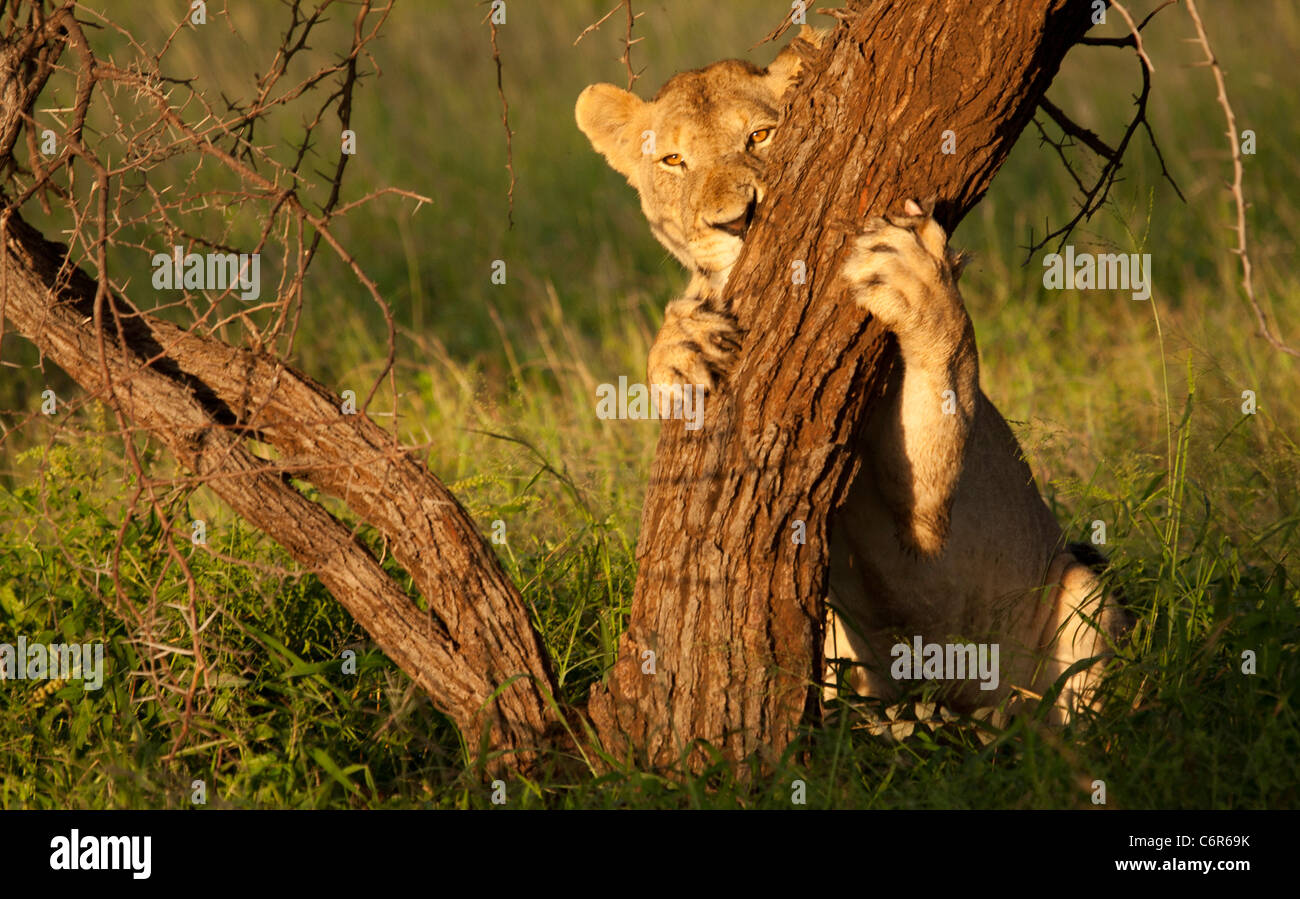A lioness sharpening her claws on the stem of a tree in warm light Stock Photo