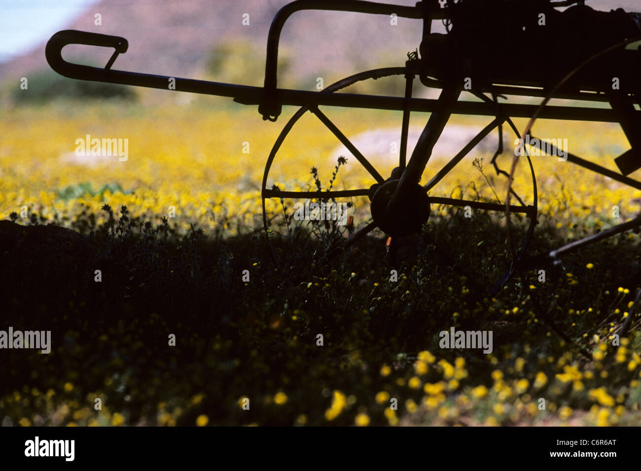Namaqua annual wild flowers and an old metal farming implement (Pentzia pilulifera) Stock Photo