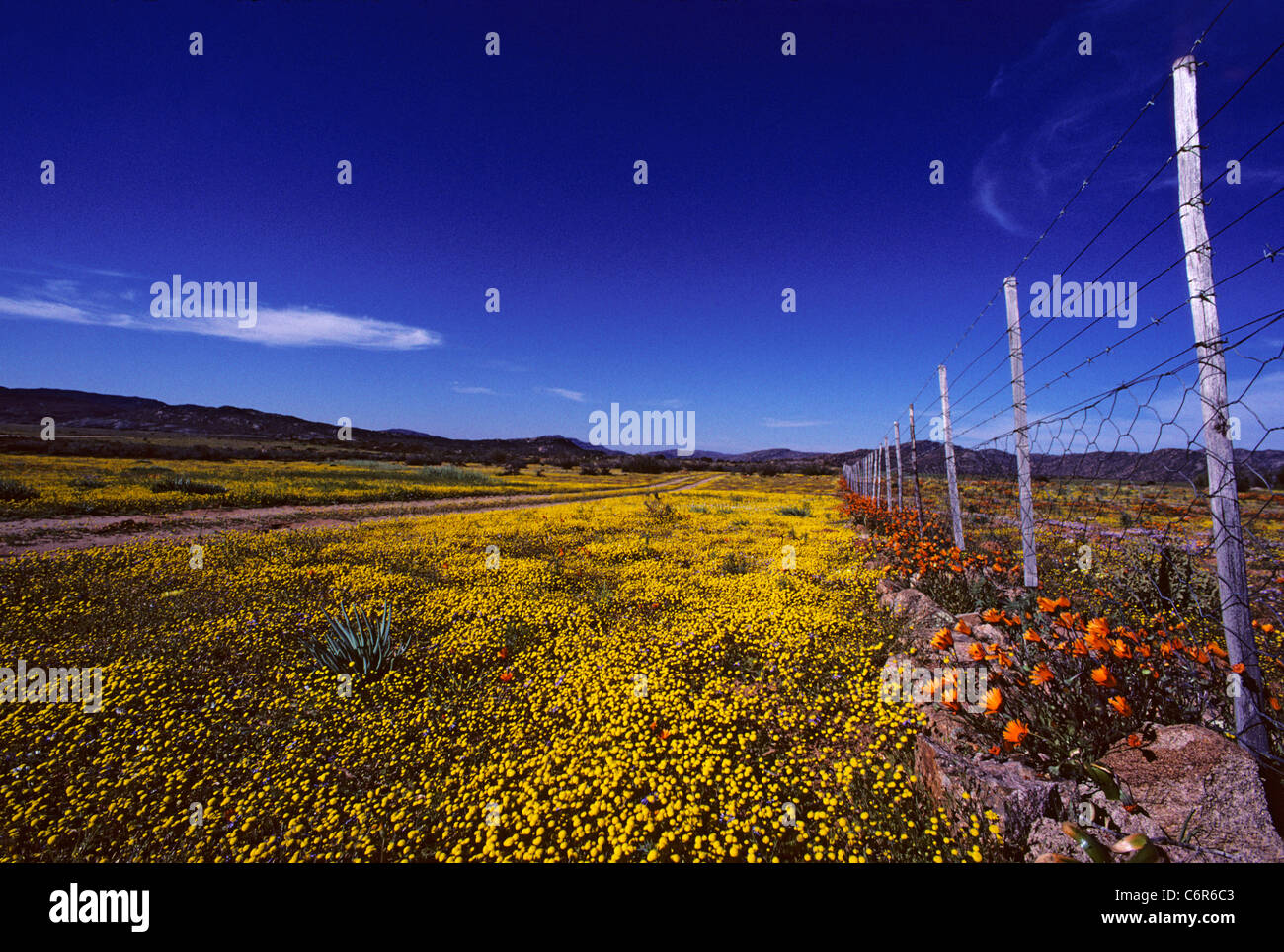 Namaqua annual wild flowers (Pentzia pilulifera, Dimorphotheca sinuata) in bloom Stock Photo